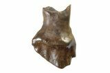 Fossil Nodosaurid (Denversaurus) Tooth - Montana #338903-1